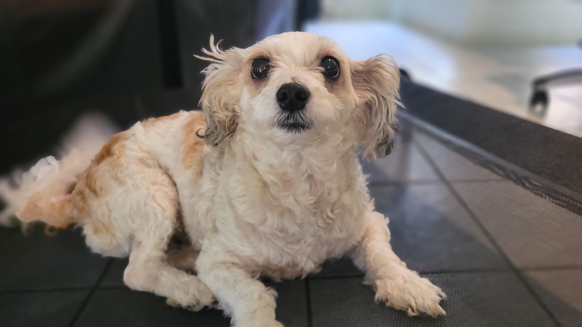 Mi Pequeño Perrito: Historia Real de Amor, Adopción y Lealtad Incondicional