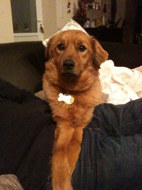 Historia Real de una Quiltro en Chile: Princesa Leia, la Perrita Rescatada que Transformó Nuestro Hogar
