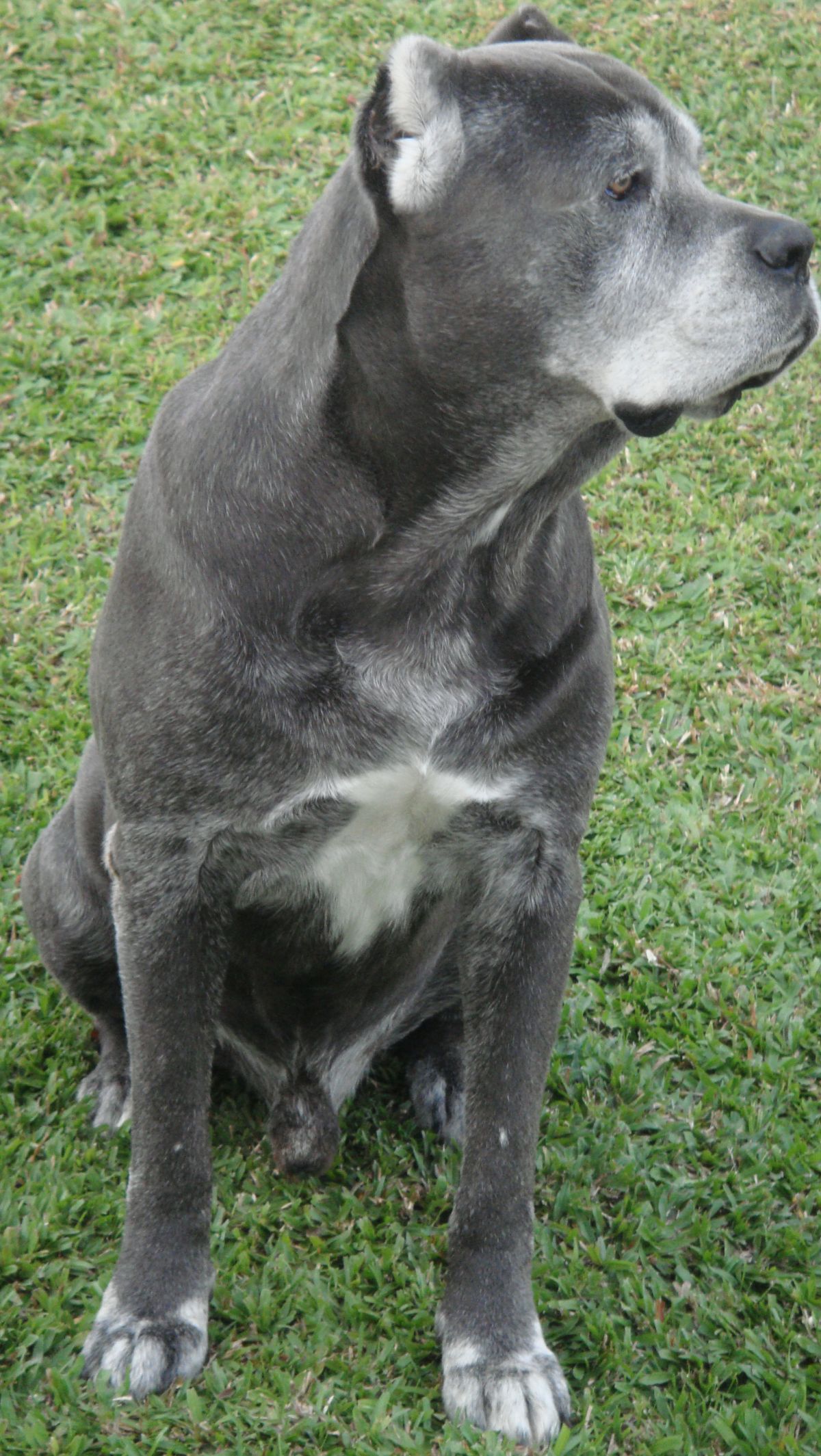 El Cane Corso que Nadie Quería: Historia Real de Amor, Lealtad y Supervivencia